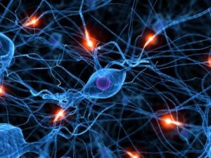 Neuroscience Research Grants