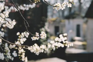 charities that help with funeral costs