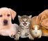 Low Cost Animal Hospital That Can Save Your Pet’s Life