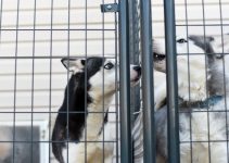 6 Most Surprising Ways to Donate to An Animal Shelter